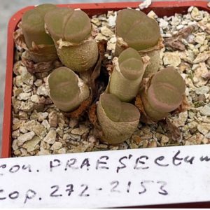 conophytum praesectum cop 272-2153