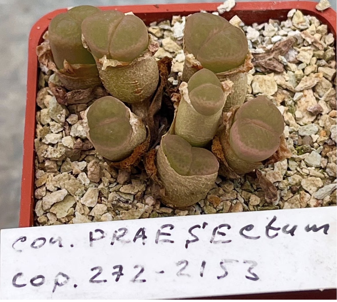 conophytum praesectum cop 272-2153