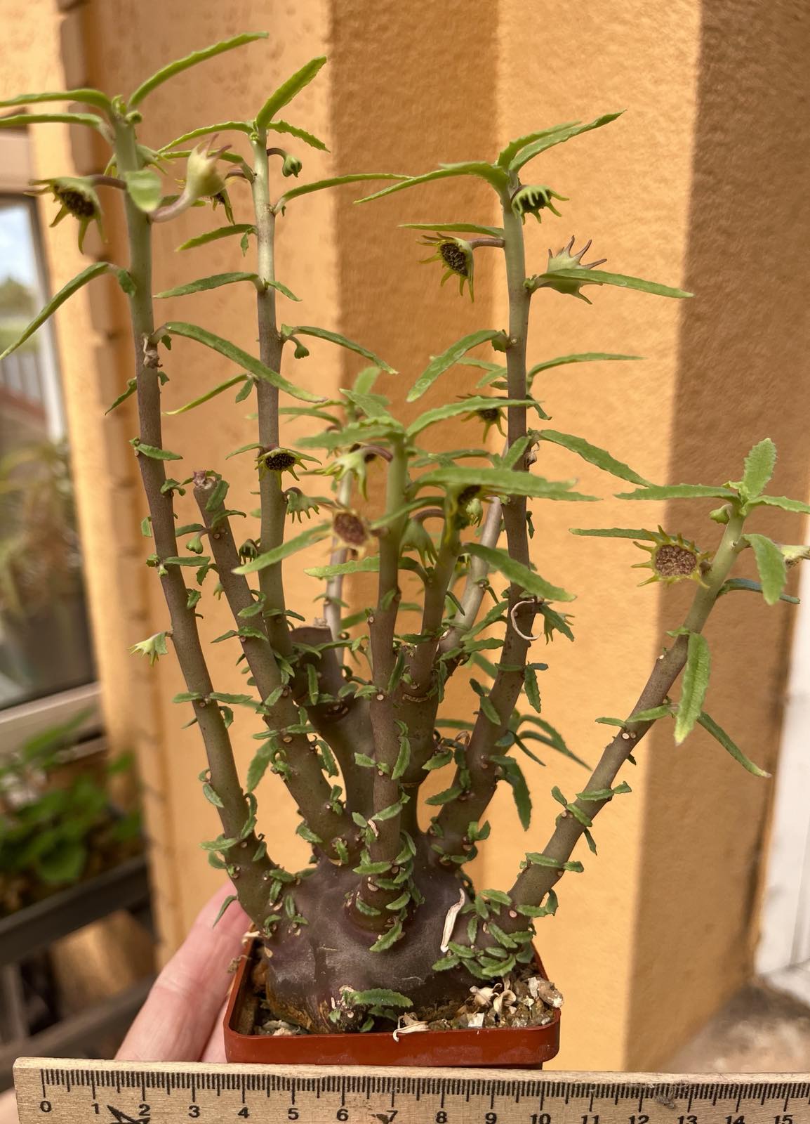 dorstenia hildebrandtii rubra