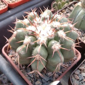 Discocactus nigrisaetosus HU448 - cube-7cm- прихована підщепа-
