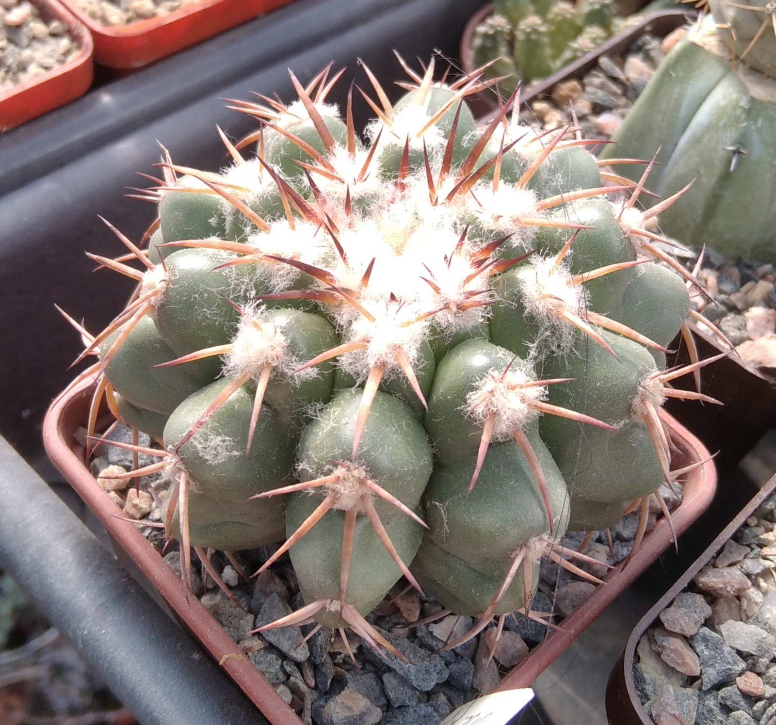 Discocactus nigrisaetosus HU448 - cube-7cm- прихована підщепа-