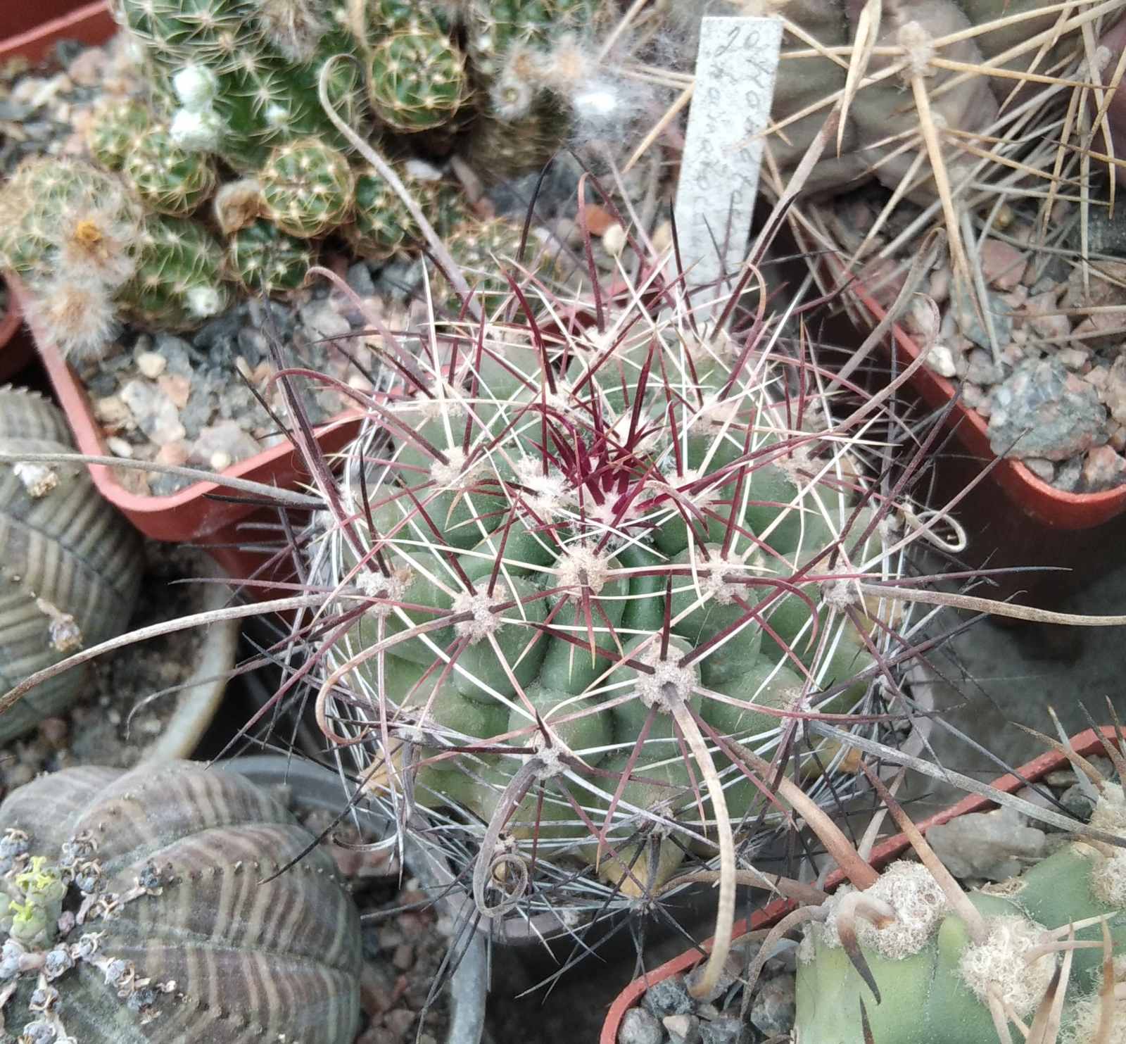 Ferocactus hamathacanthus GL150 cube-5cm-