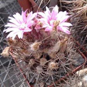Neoporteria curvispina v. carrizalensis FK58-77 -Mesa Garden-