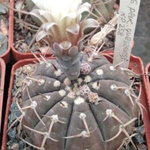 Gymnocalycium guasayense KP258 -cube-6cm-