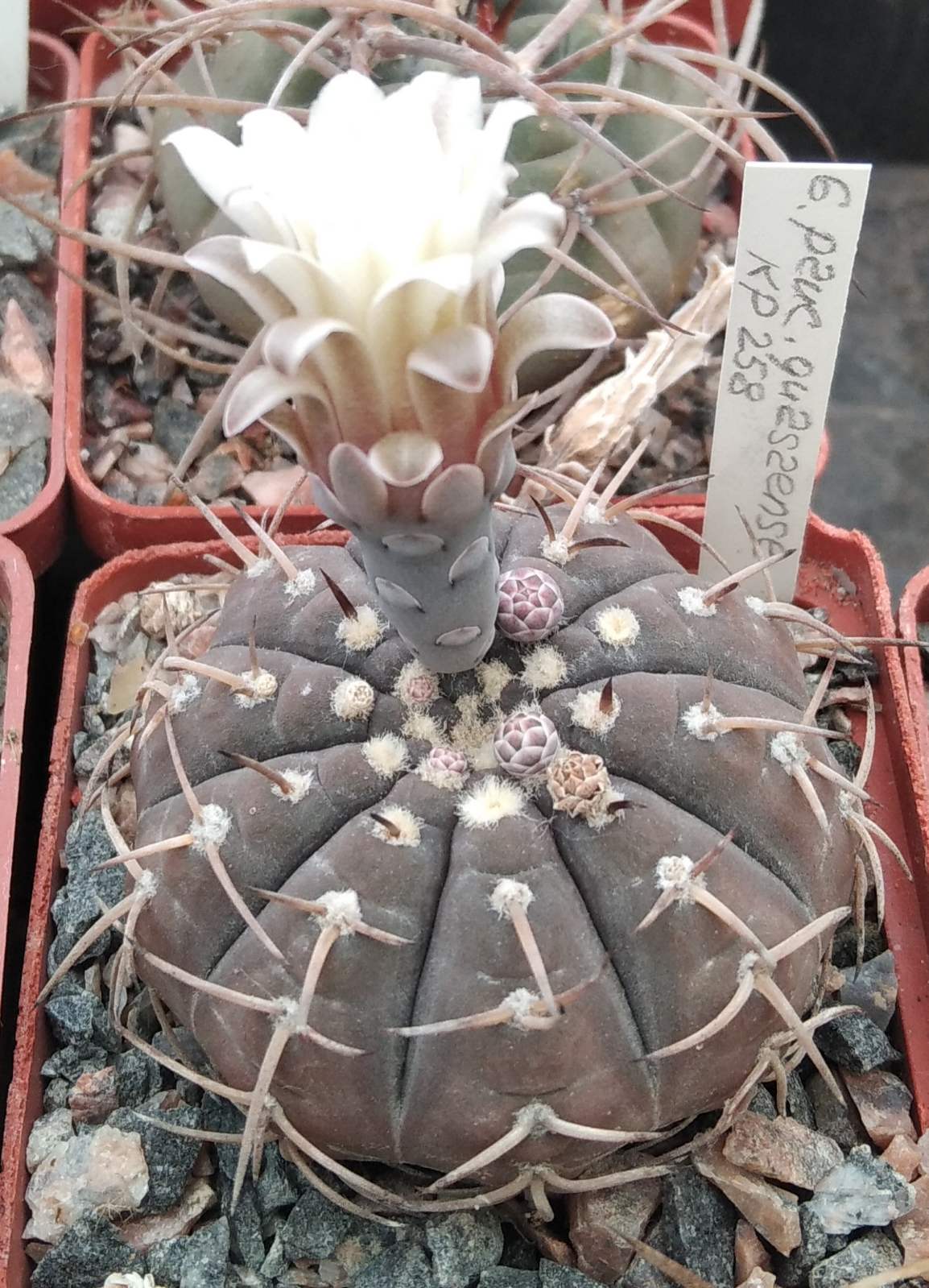 Gymnocalycium guasayense KP258 -cube-6cm-