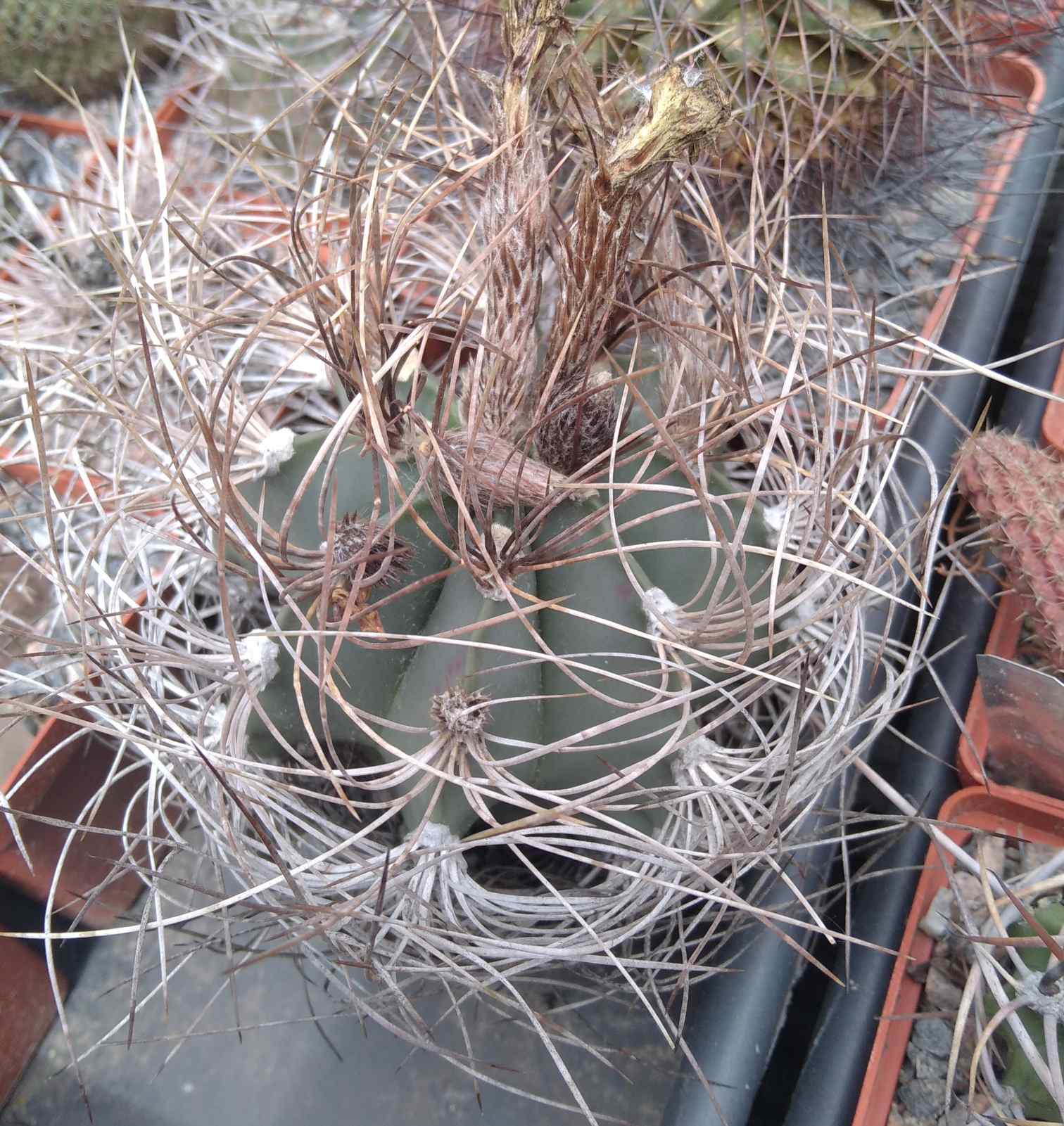 Astrophytum senile -біля 9см у діам.-
