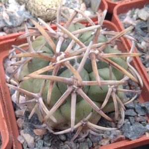 Coryphantha valida VZD95 -cube-5cm- прихована підщепа- відбір-