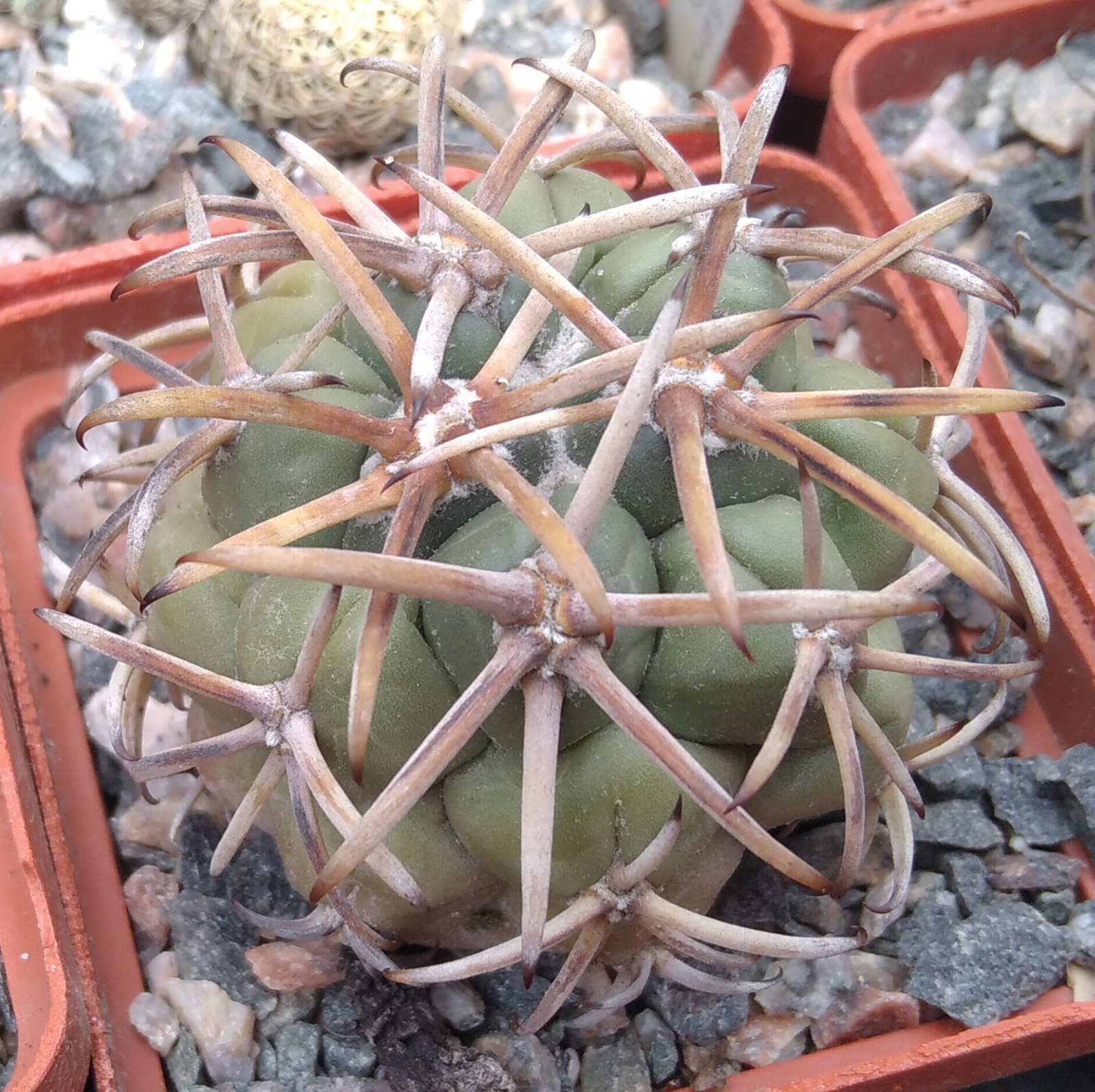 Coryphantha valida VZD95 -cube-5cm- прихована підщепа- відбір-