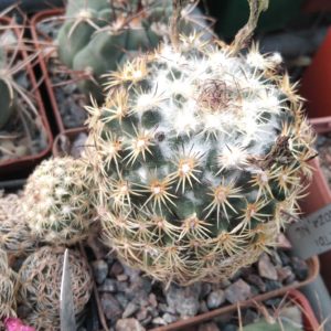 Coryphantha panarottoi Z173 -Zaragosa-cube-8cm-