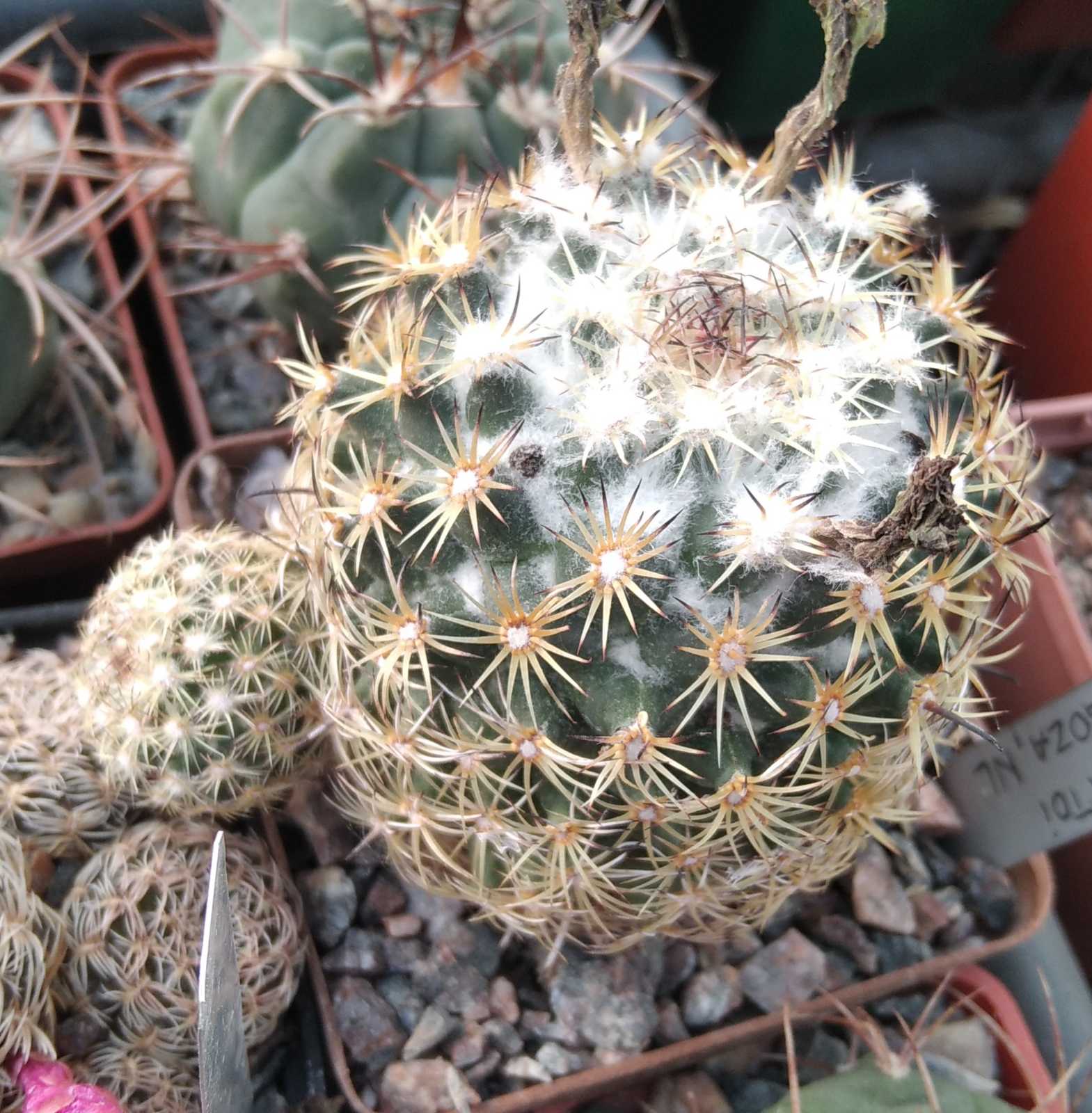 Coryphantha panarottoi Z173 -Zaragosa-cube-8cm-