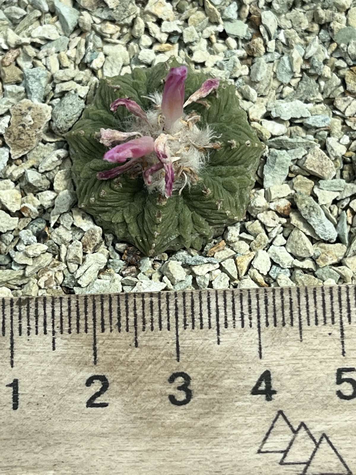 aztekium ritteri own root