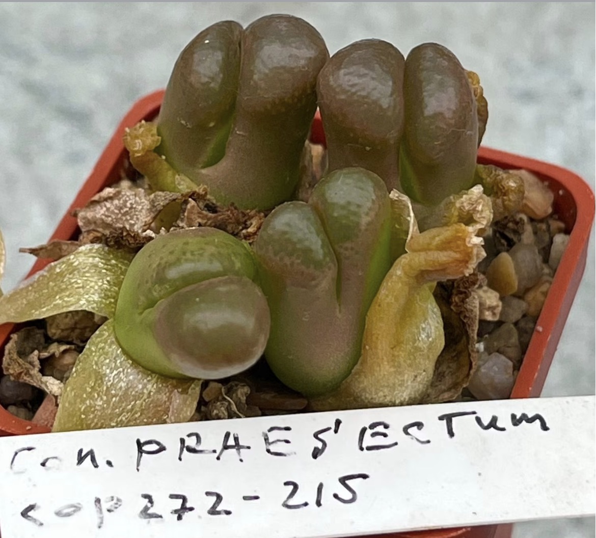 conophytum praesectum cop272-215