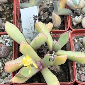carruanthus peersii