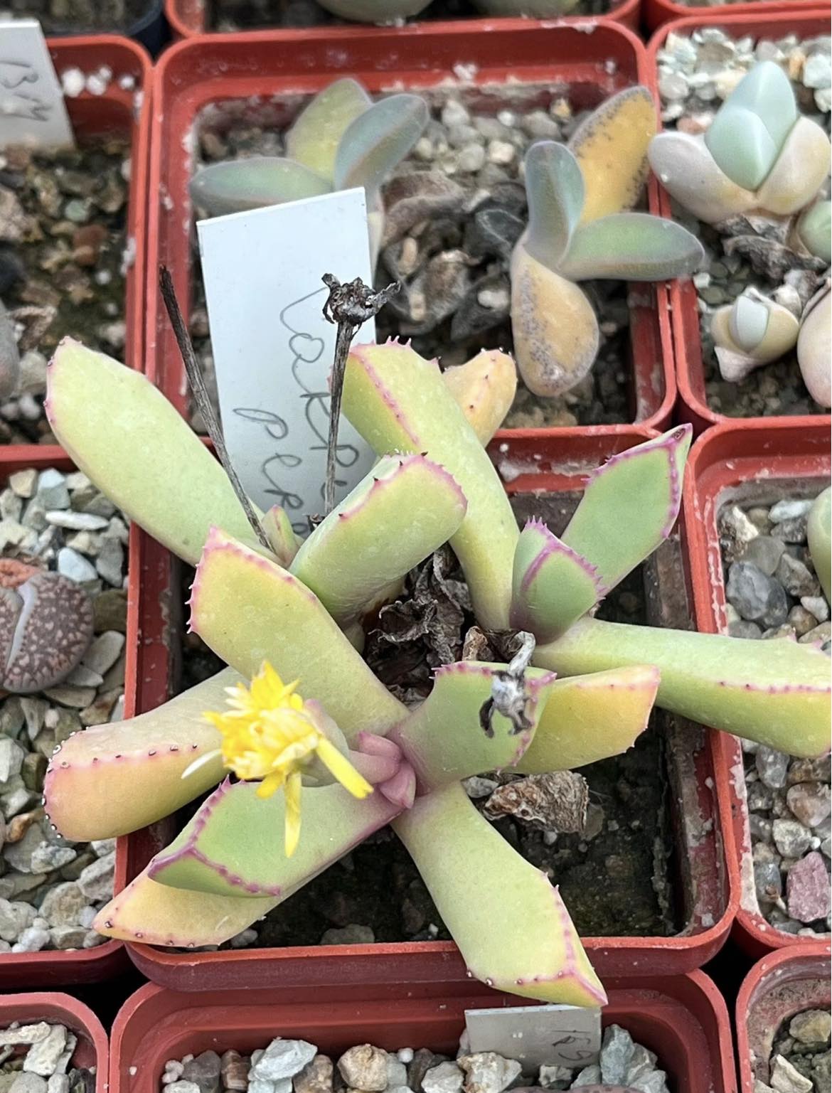 carruanthus peersii