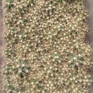 Ferocactus glaucescens - сіянці-