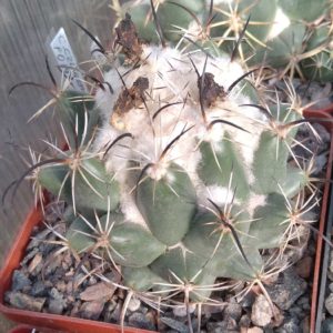 Сoryphantha calipensis FO 066- MG- cube-8cm-