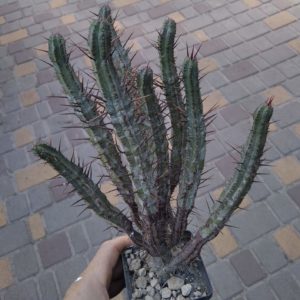 Euphorbia enopla -сube-8cm-