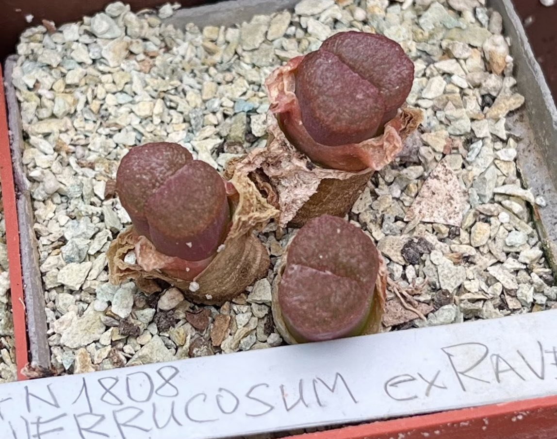 conophytum verrucosum ex Pavenet