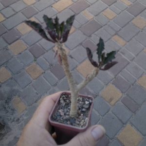 Euphorbia capsantamariensis -багаторічний сіянець- cube-5cm-
