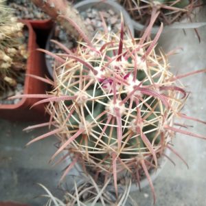 Ferocactus wislizenii v. tiburonensis -Tiburon- MG- rare!- 5-6cm-