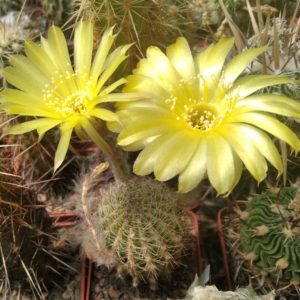 Lobivia aurea v. sierragrandensis -MG- cube-6cm-
