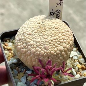 pseudolithos eylensis
