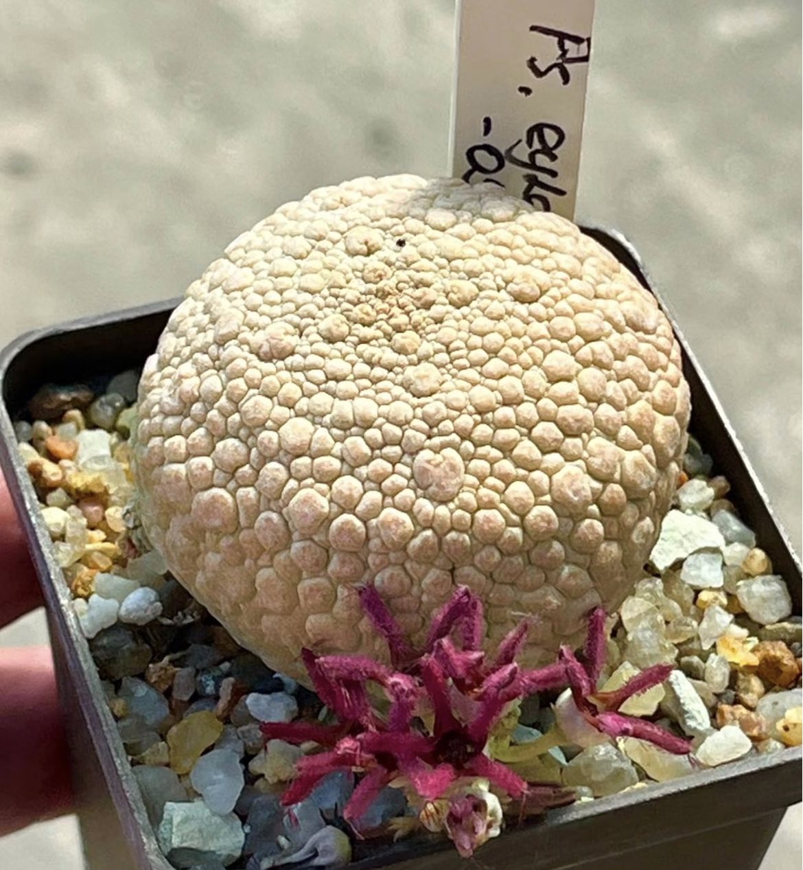 pseudolithos eylensis