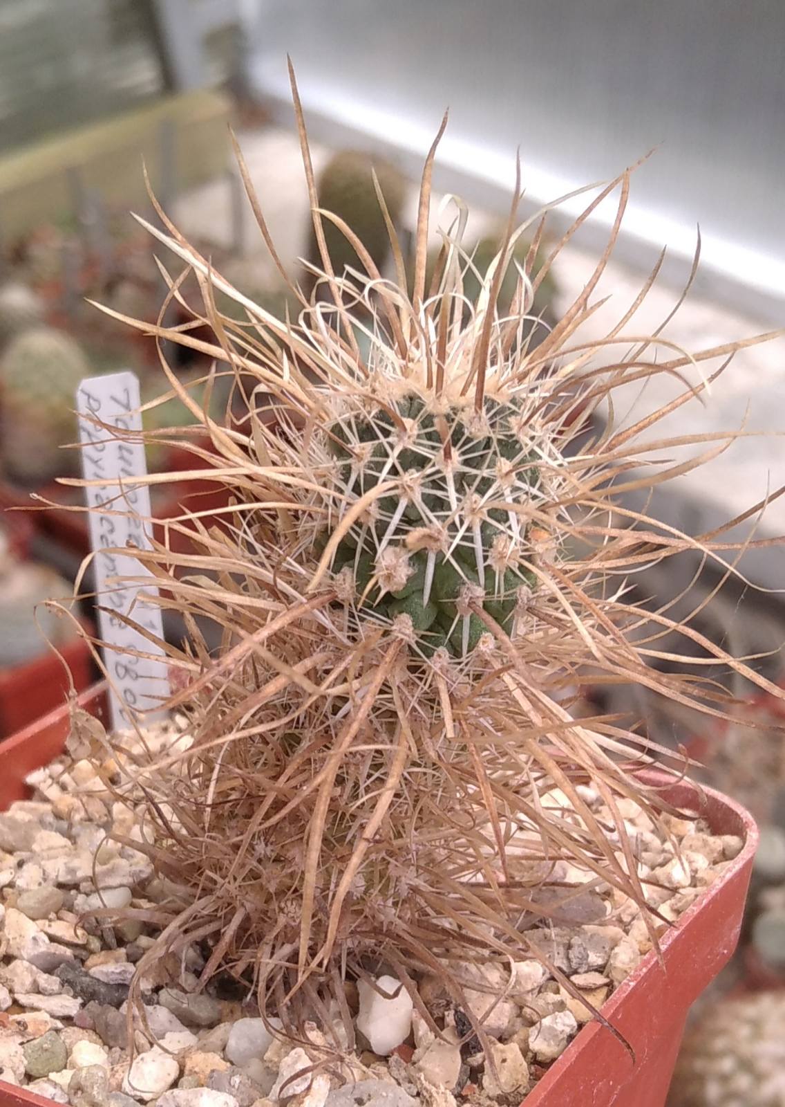 Toumea papyracantha SB903 -cube-7cm- своє коріння!- сіянець!-