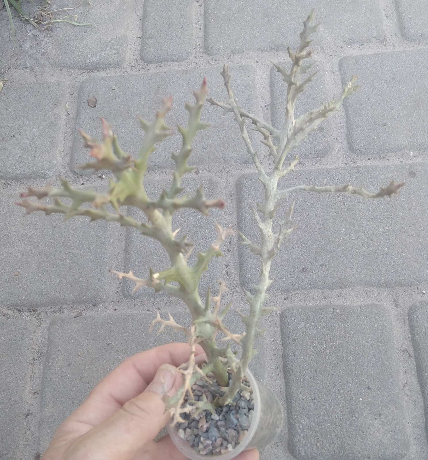Euphorbia stenoclada -