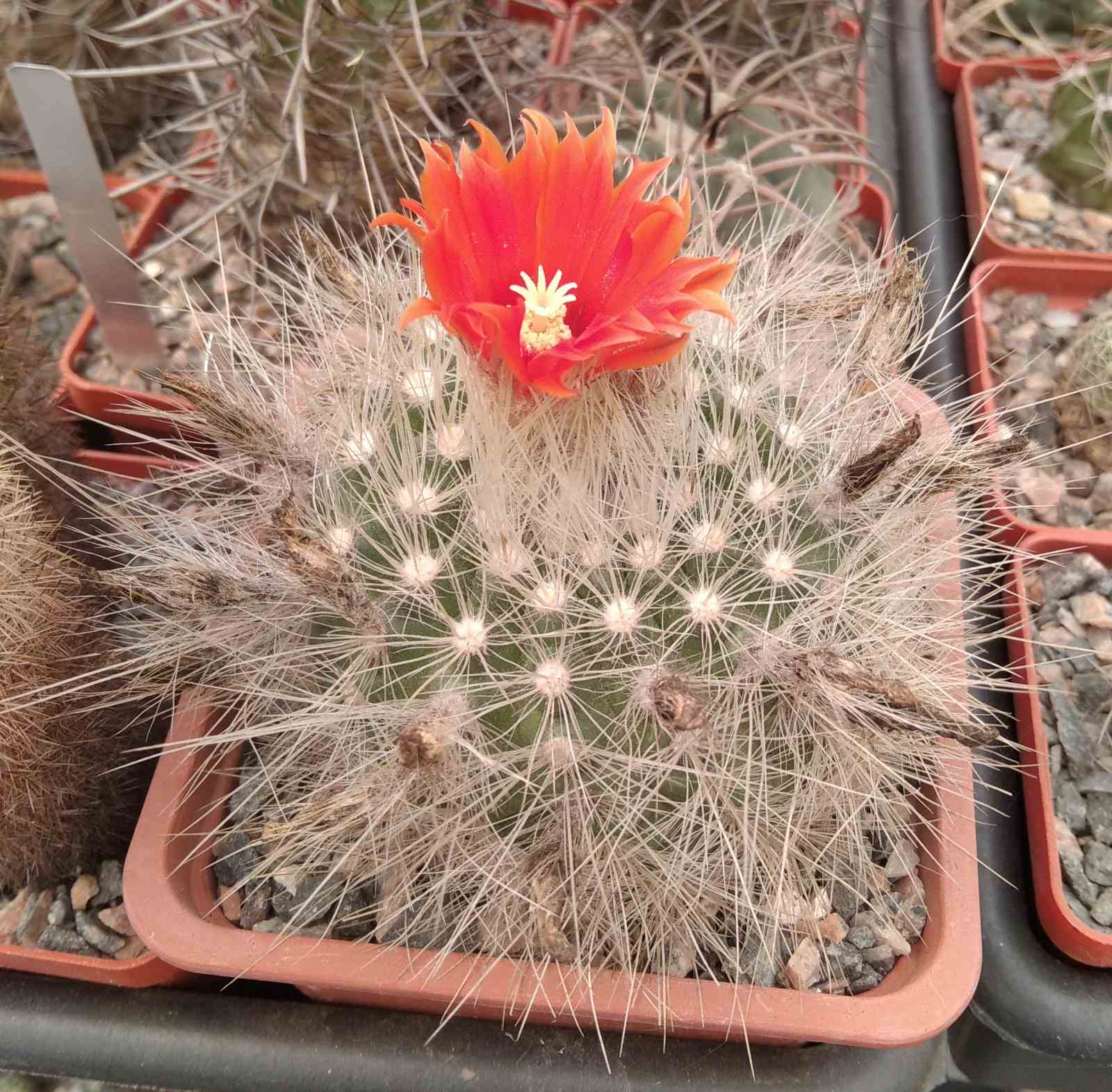Parodia penicillata v. nivosa -cube-9cm- 20years-