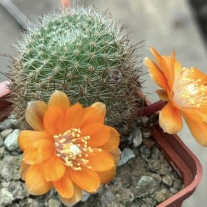 aylostera heliosa