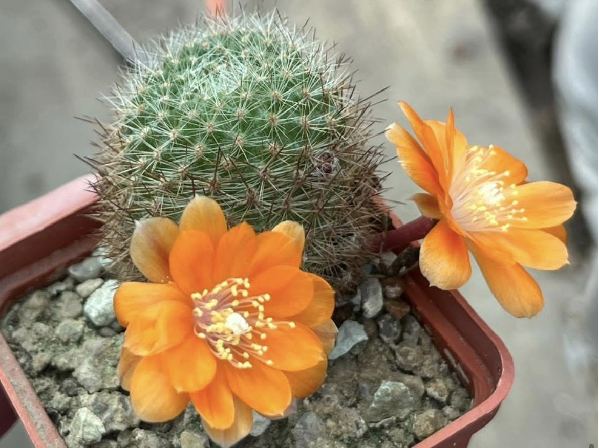 aylostera heliosa