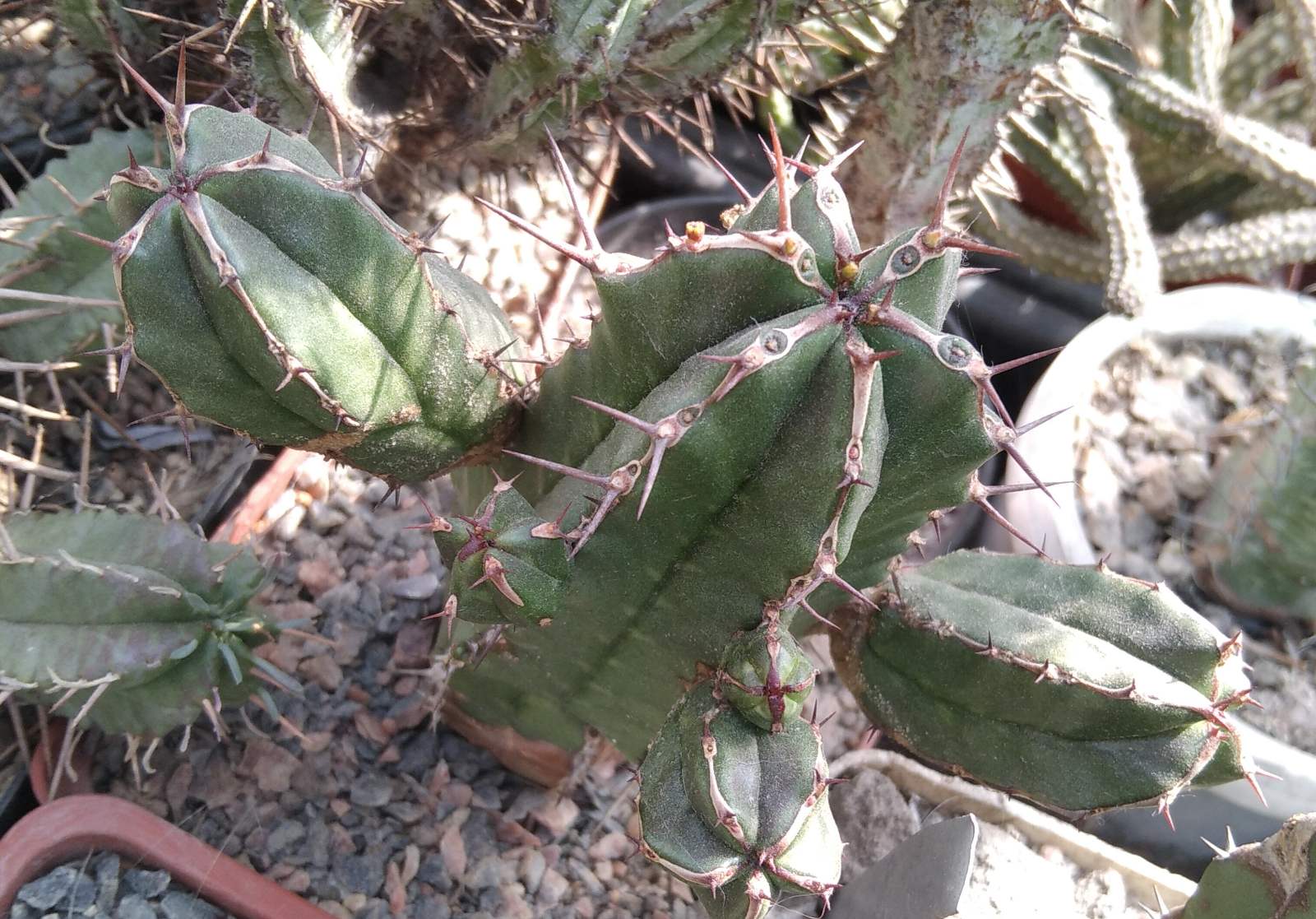 Euphorbia handiensis -rare- пагони під зріз-