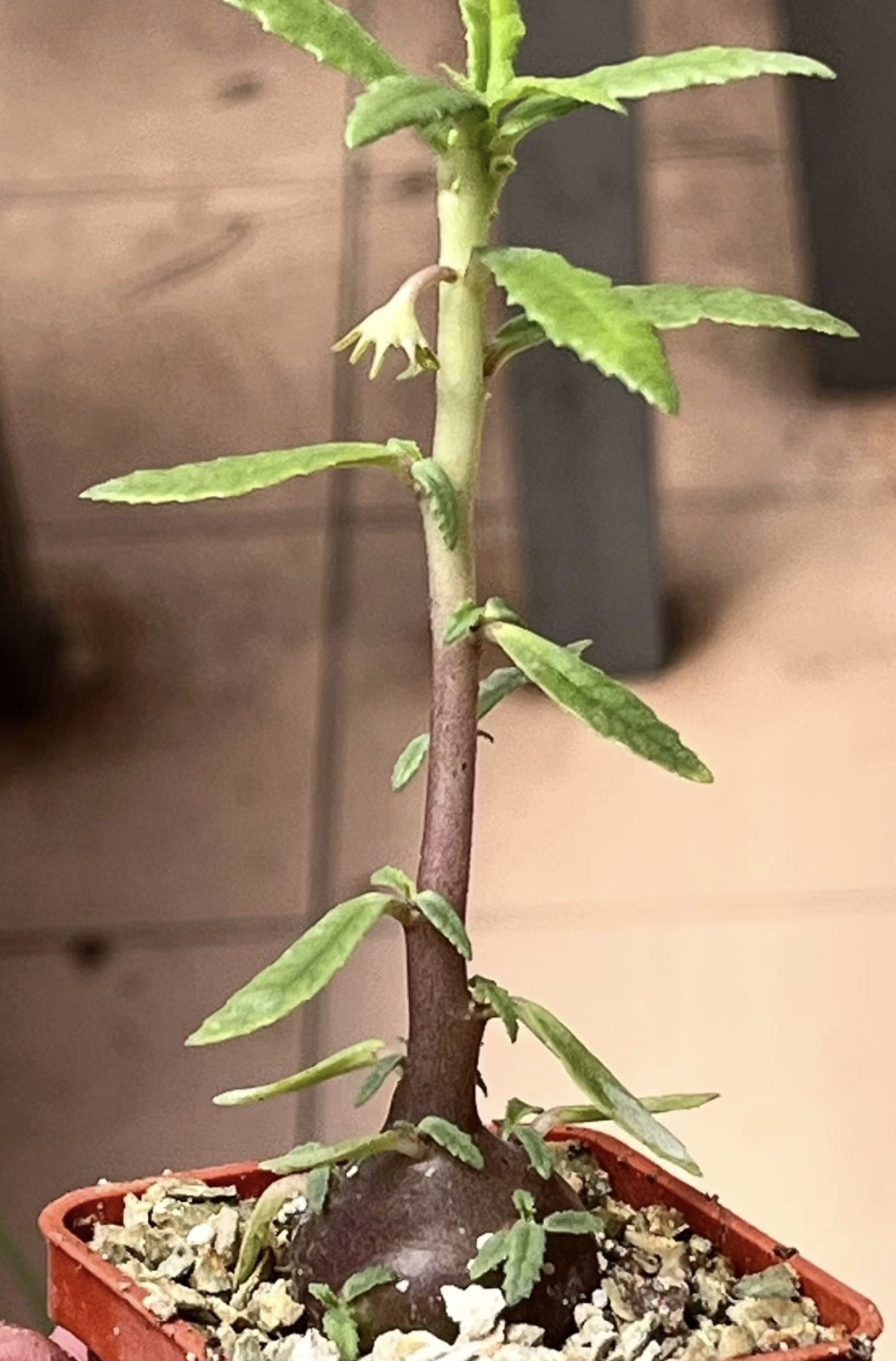 dorstenia hildebrandtii rubra