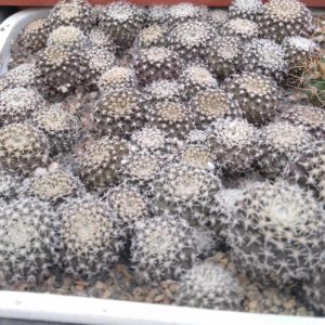 Thelocephala odieri RS2320 -сіянці-