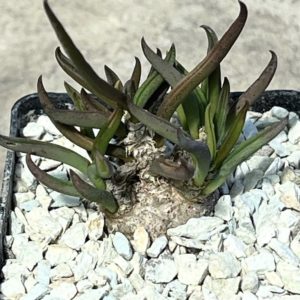 euphorbia cylindrifolia ssp. tuberifera