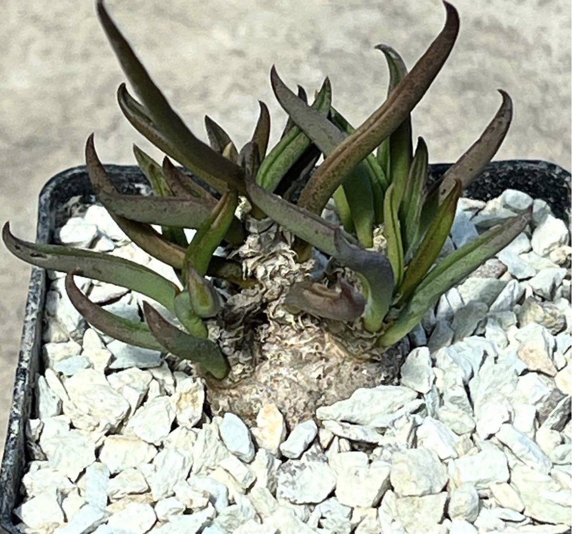 euphorbia cylindrifolia ssp. tuberifera