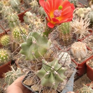 Echinocereus triglochidiatus v. subnudus HK1040 -Koehres -cube-7cm- біля 15 років-