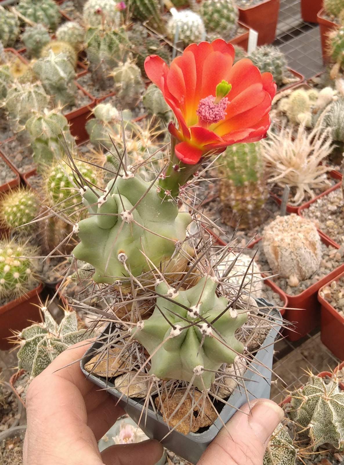 Echinocereus triglochidiatus v. subnudus HK1040 -Koehres -cube-7cm- біля 15 років-