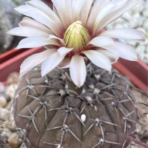 gymnocalycium platygonum
