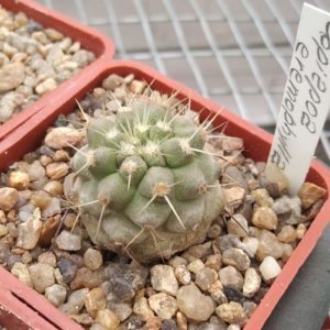 Copiapoa eremophylla -cube-5cm- своє коріння-