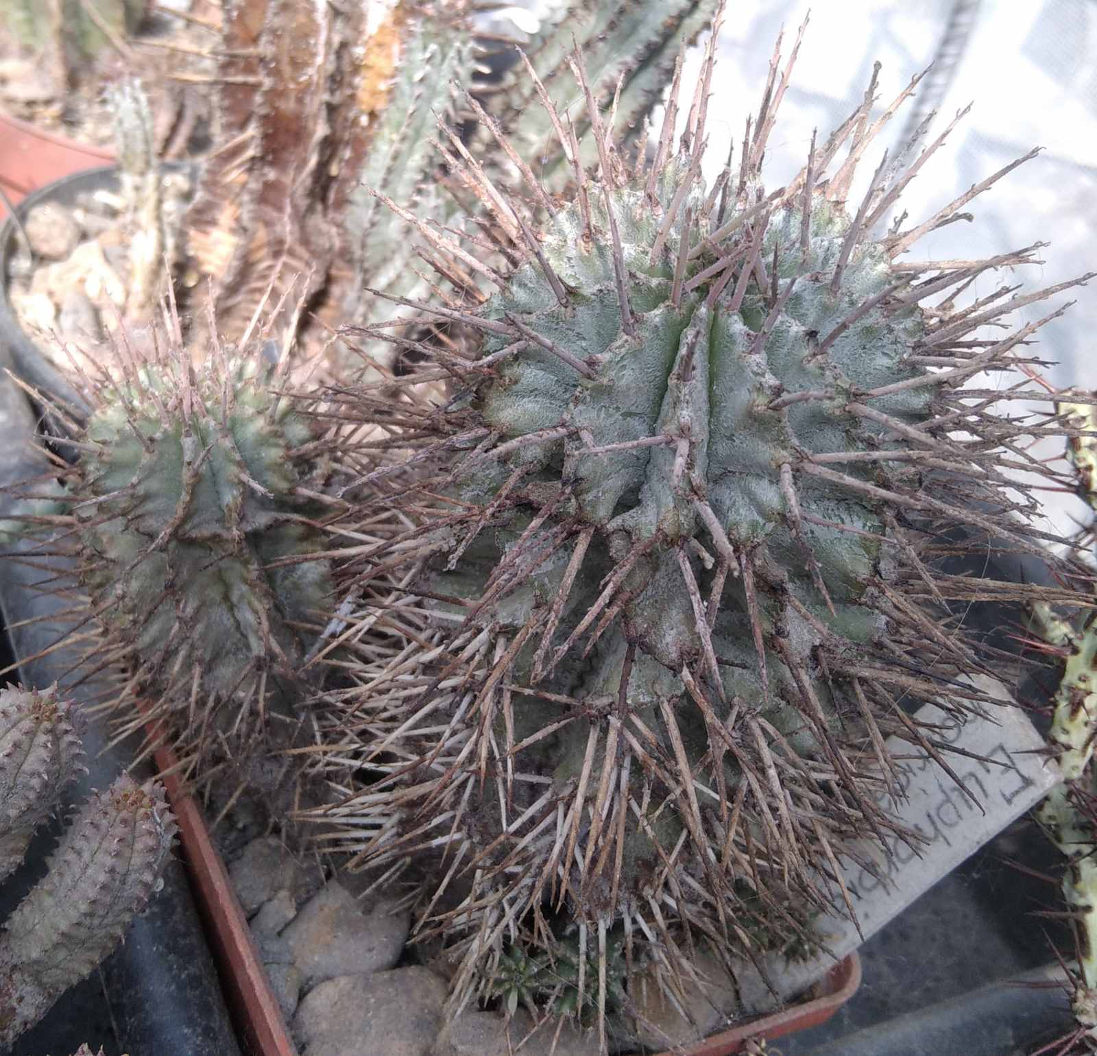 Euphorbia horrida v. minor -rare- пагони-