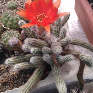 Hamaecereus silvestrii