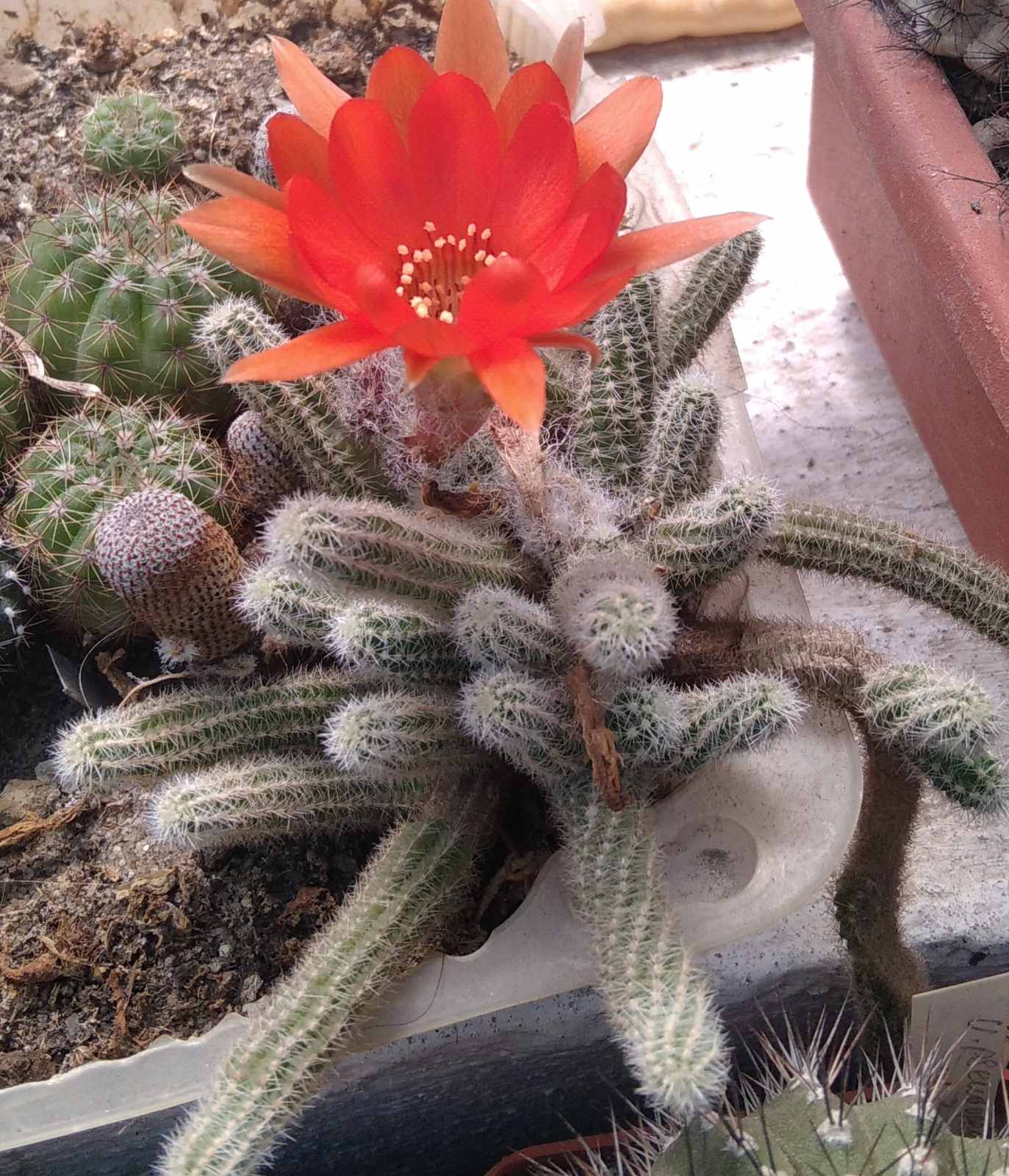 Hamaecereus silvestrii