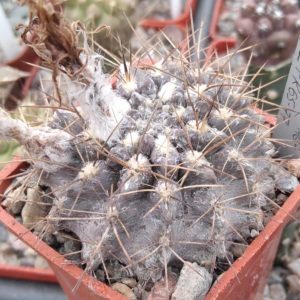 Neochilenia crispa FK65-77 -cube-5cm-