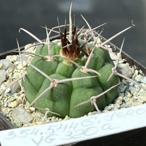 354.544 gymnocalycium ferox VG 320 a