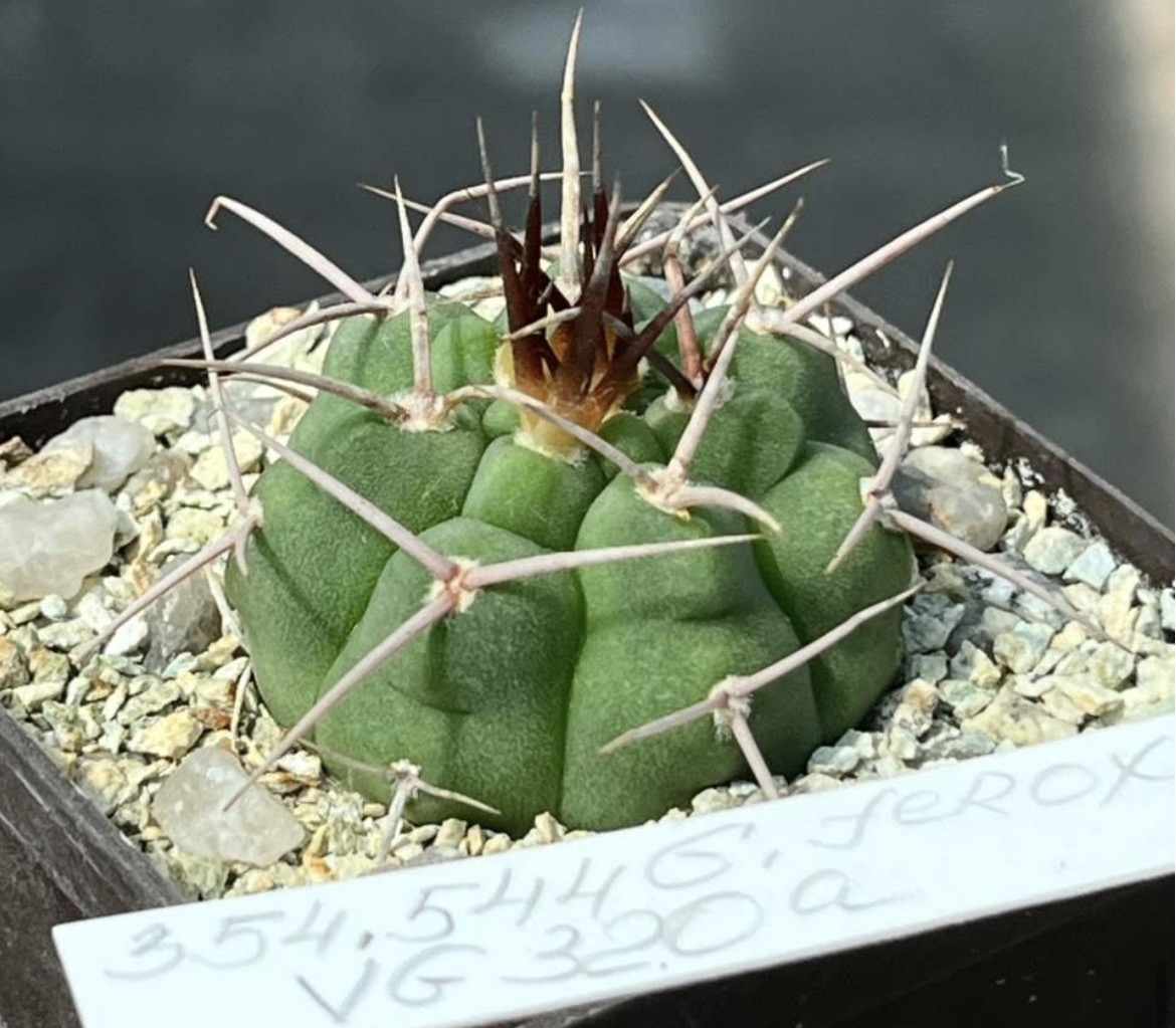 354.544 gymnocalycium ferox VG 320 a