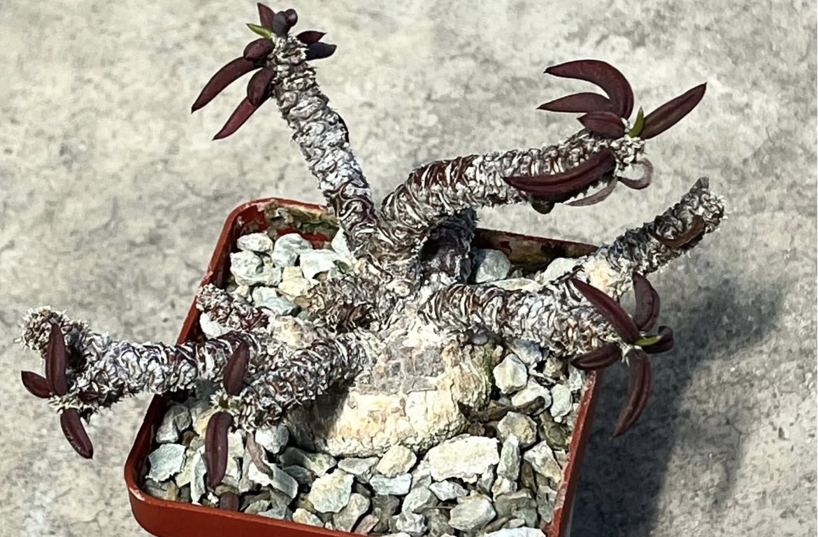 euphorbia cylindrifolia ssp. tuberifera