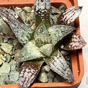 haworthia yuki keshiki x metallica