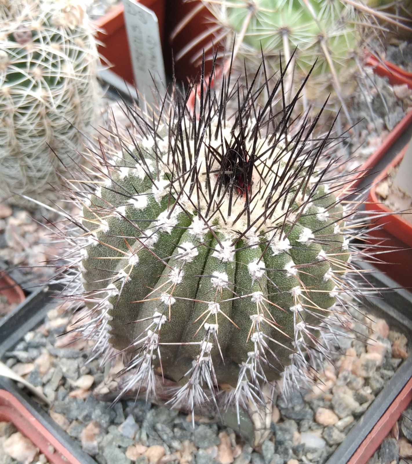 Uebelmania pseudopectinifera -cube-8cm-прихована підщепа-